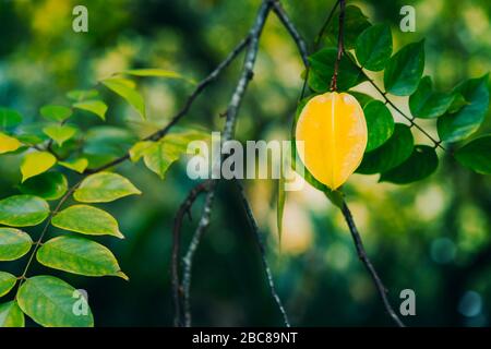 Der sternapfel oder die Karambolafrucht hängen vor dunklem Hintergrund an den Bäumen. Stockfoto