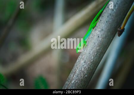 Tropisch grünes Neon, Lizard Geco, auf Palmenstamm auf der Insel La Digue, Seychellen. Reiseabenteuerkonzept. Stockfoto