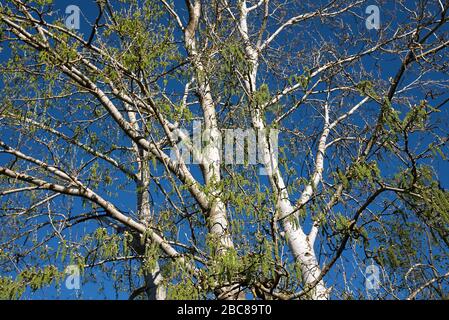 Populus alba Baum nah dran Stockfoto