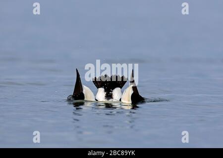 Gewöhnliche Eiderente (Somateria mollissima) männlich/drake im Brutgefieder-Upside-Down-Tauchen für Nahrung im Meer im Winter Stockfoto