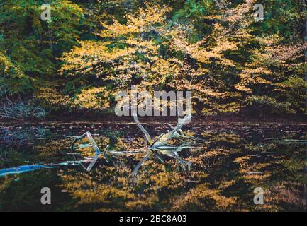 Goldener Herbst. Gelb gefärbte Bäume spiegelten sich in einem kleinen Teich wider. Stockfoto