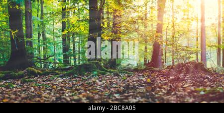 Goldene Herbstszene in einem Wald. Abends strahlende Sonnenstrahlen, die durch die gelben Blätter des Baums kommen. Vom Moos bewachsene Wurzeln. Stockfoto