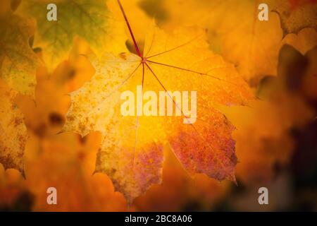 Herbst trockene gelbe Ahorn-Blätter mit verschwommenem dunklem Hintergrund. Stockfoto