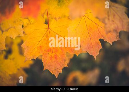 Herbst trockene gelbe Ahorn-Blätter mit verschwommenem dunklem Hintergrund. Stockfoto