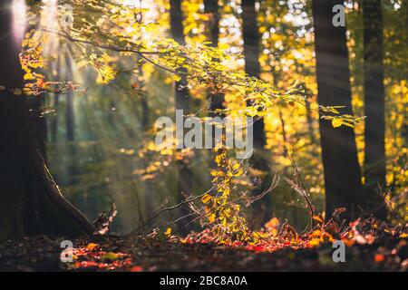 Goldene Herbstszene in einem Wald, mit fallenden Blättern und Sonne, die durch die Bäume scheint. Durch die Blätter kommende Sonnenstrahlen. Stockfoto