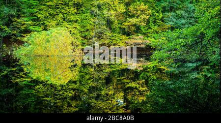 Schöne Herbstbäume, die sich in einem kleinen Waldteich widerspiegeln. Stockfoto