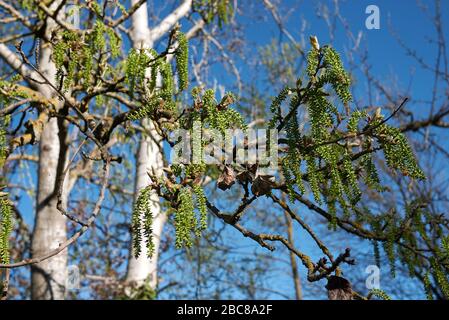 Populus alba Baum nah dran Stockfoto