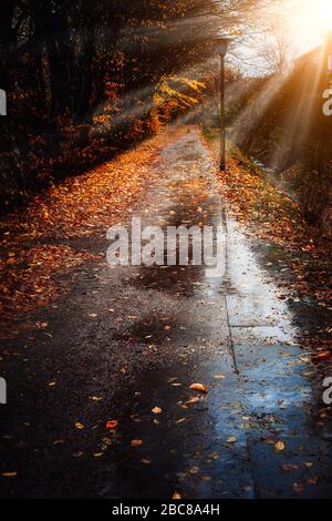 Herbstsonnenstrahlen Sonneneinstrahlung erscheinen an einem regnerischen Tag über dem Gehweg. Gestürzte goldene Blätter, die auf dem Boden liegen. Hintergrundbeleuchtung. Stockfoto