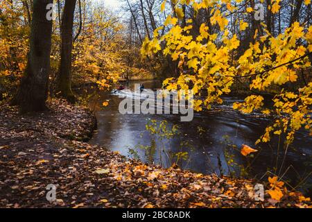 Ein Paar paddeln im Kajak auf dem Waldfluss. Herbstwaldsee umgeben von goldenen Gliedmaßen und Blättern im Herbsttag. Stockfoto