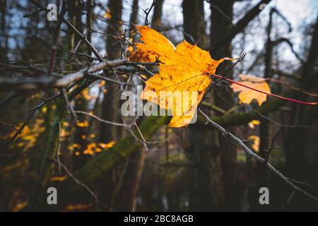 Herbst mit gelben Ahorn-Blättern und Bäumen im Hintergrund. Stockfoto