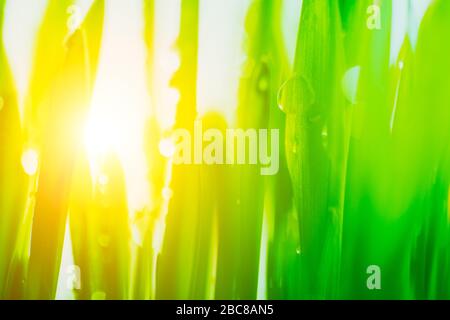 Helles Sonnenlicht, das durch das frische, lebendige grüne Gras der Frühlingsanfang kommt. Stockfoto