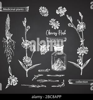 Realistische Skizze der botanischen Tinte von Zichorienwurzel, Blumen, Pulver, Flasche isoliert auf dem Hintergrund des Schwarzen Bretts, Sammlung von Blumenkräutern. Arzneipflanze. Stock Vektor