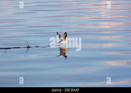 Nordfulmar/Arktischer Fulmar (Fulmarus glacialis), der von der Meereswasseroberfläche abnimmt Stockfoto