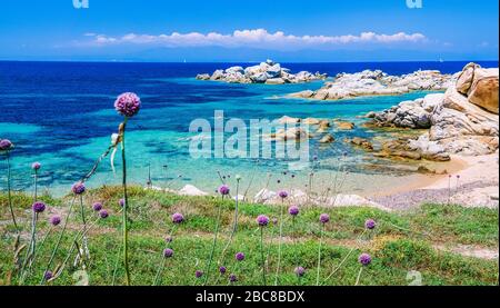 Wilde Zwiebel Lauch wächst zwischen Granitfelsen auf der schönen Insel Sardinien. Blauen See und eine andere Insel auf Hintergrund, Sardegna, Italien. Stockfoto