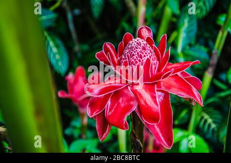 Rote Fackeln Ginger Blumen schließen sich zwischen üppigem grünen Halm und Farn auf Bohol, Philippinen. Asien Stockfoto