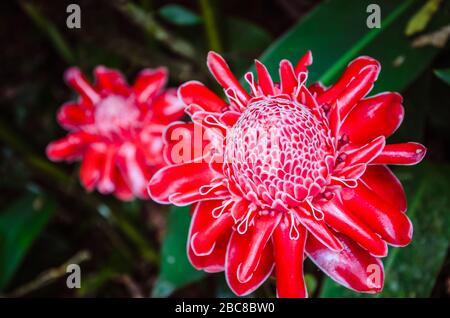 Nahaufnahme der roten Fackel Ginger Blumen auf Bohol, Philippinen. Stockfoto