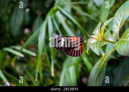 Postbote Butterfly, Heliconius Melpomene, in Mexiko und Mittelamerika gefunden Stockfoto