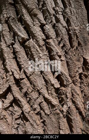 Populus nigra bark close up Stockfoto