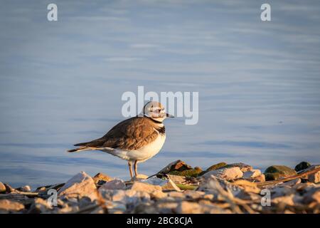 Ein wunderschöner kleiner Killdeer (Charadrius vociferus) am Ufer des Hefnerin-Lake-Oklahoma City Stockfoto