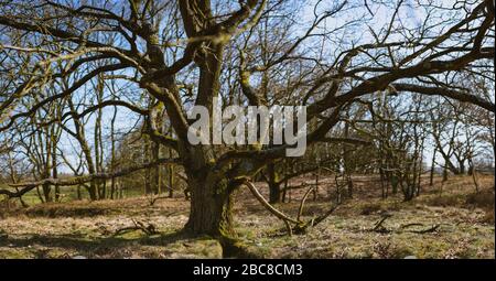 Panoramaaufnahme von wunderschönen Baumzweigen in der Landschaft des Frühlings tim. Naturschutzgebiet Boberger Niederung in Hamburg. Stockfoto