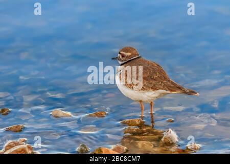 Ein wunderschöner kleiner Killdeer (Charadrius vociferus) am Ufer des Hefnerin-Lake-Oklahoma City Stockfoto