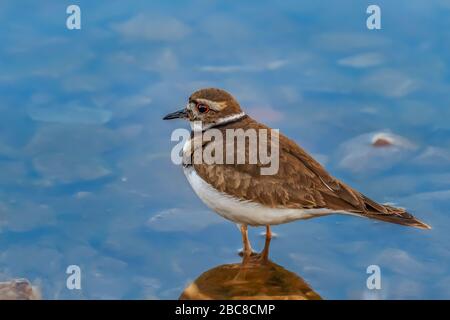 Ein wunderschöner kleiner Killdeer (Charadrius vociferus) am Ufer des Hefnerin-Lake-Oklahoma City Stockfoto