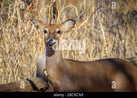 Weiblicher Weißer (Odocoileus virginianus) in einem Wald Stockfoto