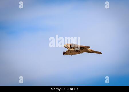 Red-tailed Hawk(Buteo jamaicensis) im Flug Stockfoto