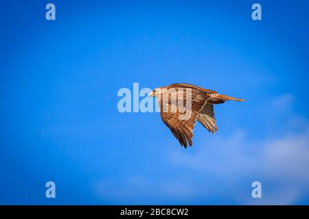 Red-tailed Hawk(Buteo jamaicensis) im Flug Stockfoto