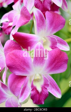 Vertikales Bild von bunten, rosa und weiß blühenden Orchideenblüten Stockfoto
