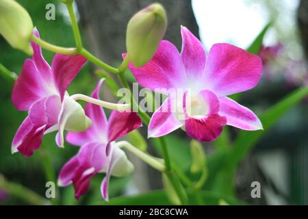 Die leuchtenden pinkfarbenen und weiß aufblühenden Orchideenblüten mit Knospen im Vordergrund Stockfoto
