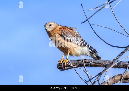 Der rotschultrige Hawk (Buteo lineatus) thront in einem Baum Stockfoto