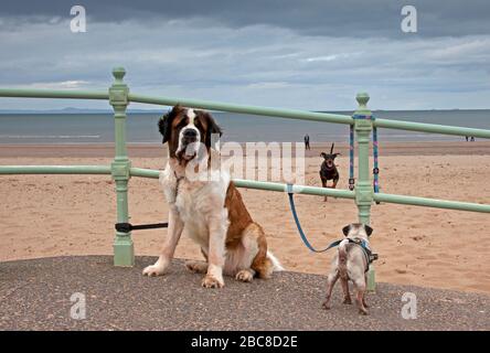 Portobello Beach, Edinburgh, Schottland, Großbritannien. April 2020. Bewölkt bei 8 Grad Celsius, scheint es, dass die meisten der öffentlichen Heeding der Regierung davor gewarnt, nach Hause zu bleiben, um das Risiko zu vermeiden, Covid-19 Coronavirus zu fangen. Ein paar Leute, die die Promenade und den Strand für ihre alltägliche Bewegung nutzen und ihre Hunde laufen lassen. Abgebildet: Was scheint eine enge Begegnung des Hundes zu sein, der den Strand hinauf zu den beiden Hunden führt, aber er zeigte seinen Freunden gerade, dass er von der Führung war und sie es nicht waren. Stockfoto