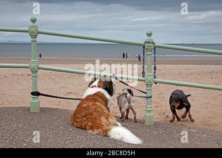 Portobello Beach, Edinburgh, Schottland, Großbritannien. April 2020. Bewölkt bei 8 Grad Celsius, scheint es, dass die meisten der öffentlichen Heeding der Regierung davor gewarnt, nach Hause zu bleiben, um das Risiko zu vermeiden, Covid-19 Coronavirus zu fangen. Ein paar Leute, die die Promenade und den Strand für ihre alltägliche Bewegung nutzen und ihre Hunde laufen lassen. Abgebildet: Was scheint eine enge Begegnung des Hundes zu sein, der den Strand hinauf zu den beiden Hunden führt, aber er zeigte seinen Freunden gerade, dass er von der Führung war und sie es nicht waren. Stockfoto