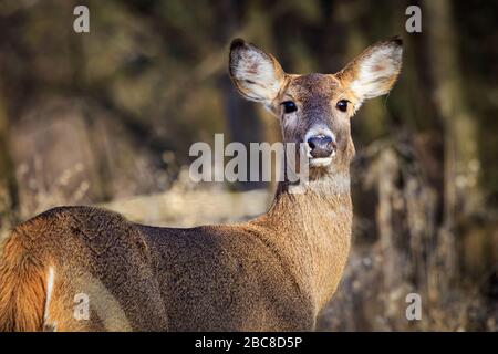 Weiblicher Weißer (Odocoileus virginianus) in einem Wald Stockfoto