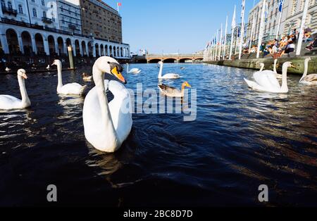 Schöne weiße Schwäne schwimmen auf der Alster Canal in der Nähe der City Hall in Hamburg. Stockfoto