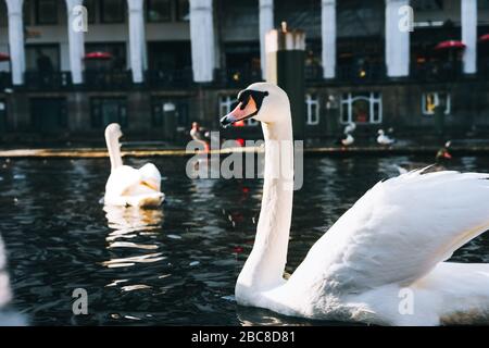 Schöne weiße Schwäne schwimmen auf der Alster Canal in der Nähe der City Hall in Hamburg. Stockfoto