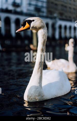 Weiße Schwäne schwimmen auf der Alster Canal in der Nähe der City Hall in Hamburg. Stockfoto