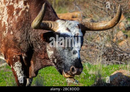 Longhorn Bulle (Bos primigenius) weidet in der Nähe von Quannah Parker Lake im Wichita Mountains National Wildlife Refuge, Cache, Oklahoma. Stockfoto