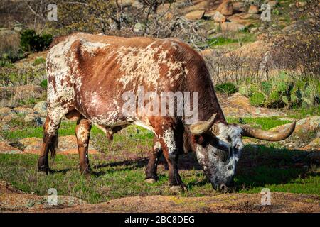 Longhorn Bulle (Bos primigenius) weidet in der Nähe von Quannah Parker Lake im Wichita Mountains National Wildlife Refuge, Cache, Oklahoma. Stockfoto