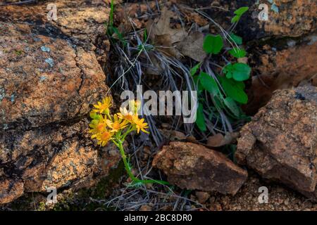 Eine Nahaufnahme der gelben Wildblumen, die im frühen Frühjahr in den Wichita-Bergen wachsen Stockfoto