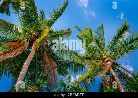 Niedrige Sicht Kokospalme gegen blauen Himmel. Stockfoto
