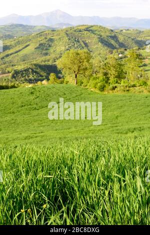 Erstaunlich grüne Wiesenlandschaft in Mittelitalien, in Umbrien zwischen Gubbio und Assisi. Hier ist das Land sehr kultiviert und die Landschaft ist großartig Stockfoto