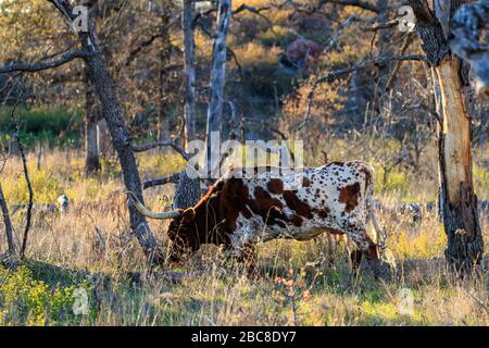 Longhorn weidete in den Wichita Mountains Stockfoto