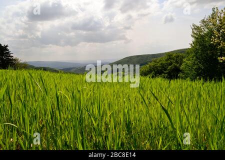 Erstaunlich grüne Wiesenlandschaft in Mittelitalien, in Umbrien zwischen Gubbio und Assisi. Hier ist das Land sehr kultiviert und die Landschaft ist großartig Stockfoto
