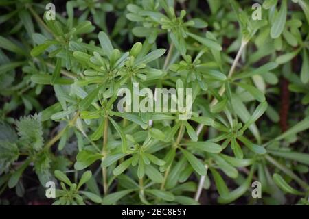 Vogelperspektive auf Catchweed Stockfoto