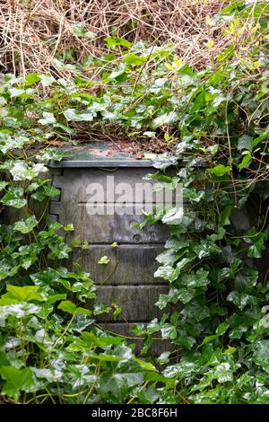 Verwahrloste überwucherte Mülltonne in schattiger Gartenecke Stockfoto