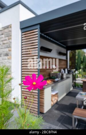 Rosa blühende Kosmea-Anlage im Außenbereich eines Hauses mit einer Außenküche Stockfoto