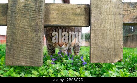 Tom CAT gucke unter dem Holzzaun des Gartens direkt in die Kamera. Stockfoto