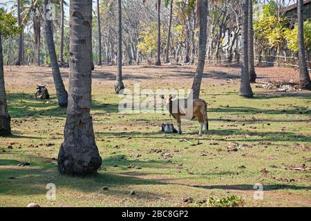 Asien, Indonesien, West Nusa Tenggara, Gili Air, Kühe, die auf einer typischen Farm auf der Insel weiden Stockfoto